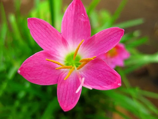 Теплолюбивый цветок «Зефирантес» (Выскочка): описание, уход в домашних условиях и фото. Цветок выскочка комнатный как ухаживать. 4