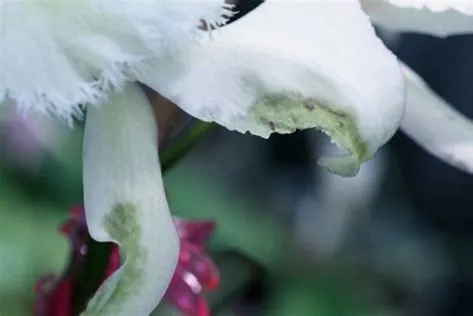 Трипсы на орхидеях