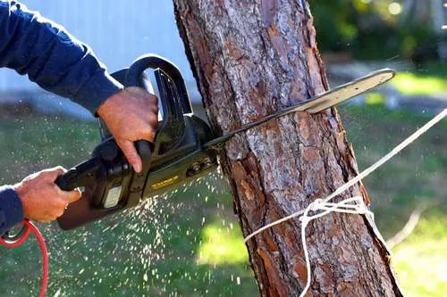 Как свалить дерево в нужном направлении бензопилой