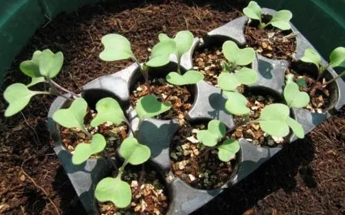 Правильное выращивание кольраби в огороде: руководство от А до Я. Как растет капуста кольраби. 10