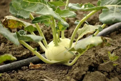 Правильное выращивание кольраби в огороде: руководство от А до Я. Как растет капуста кольраби. 6