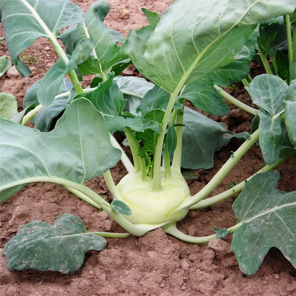 Правильное выращивание кольраби в огороде: руководство от А до Я. Как растет капуста кольраби. 2