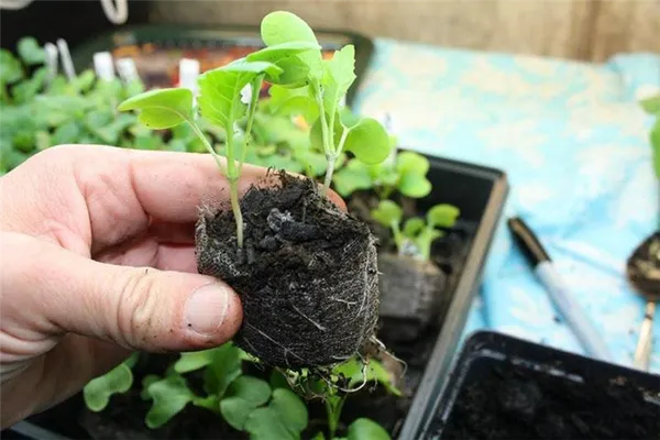 выращивание и уход за кольраби рассадой