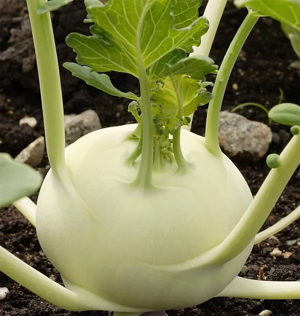 Правильное выращивание кольраби в огороде: руководство от А до Я. Как растет капуста кольраби. 3