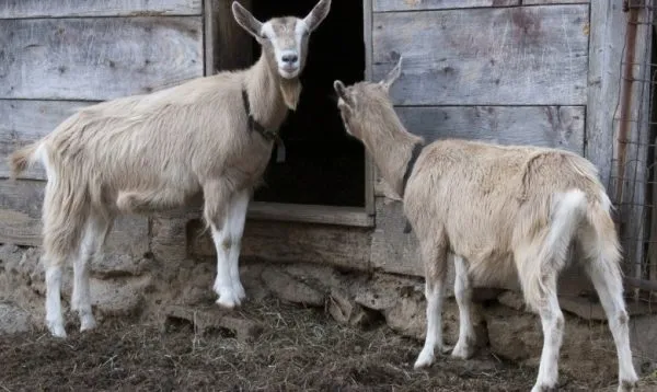 Тоггенбургская порода коз используется для получения высококачественного молока