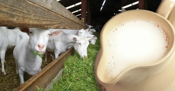 Важно правильное содержании и кормление коз