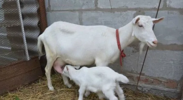 Зааненские козы — наиболее распространенная порода