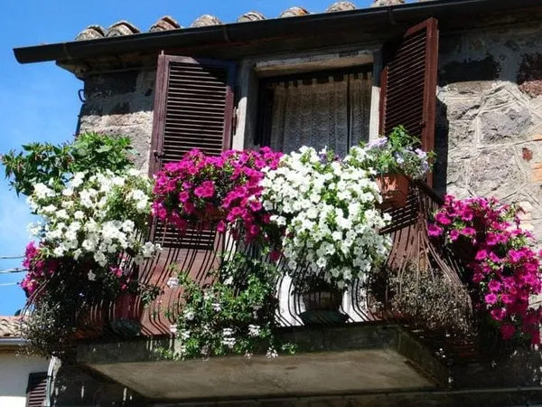 яркие цветы на балконе на полках пример