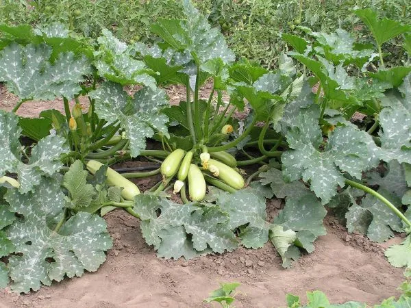 Как выращивать кабачки в открытом грунте. Как выращивать кабачки в открытом грунте. 5