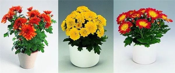 Виды хризантем с фото и названиями. Какого цвета бывают хризантемы. 2