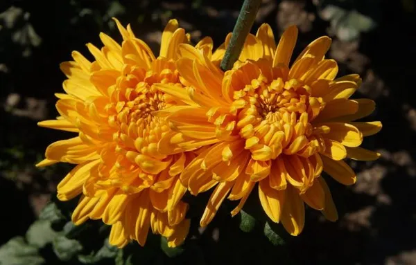 Виды хризантем с фото и названиями. Какого цвета бывают хризантемы. 13