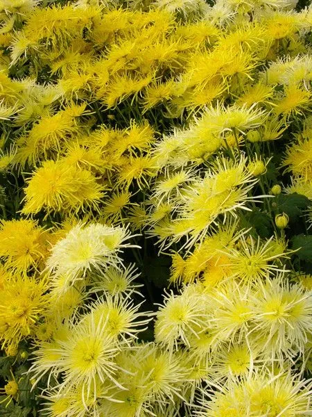 Виды хризантем с фото и названиями. Какого цвета бывают хризантемы. 5