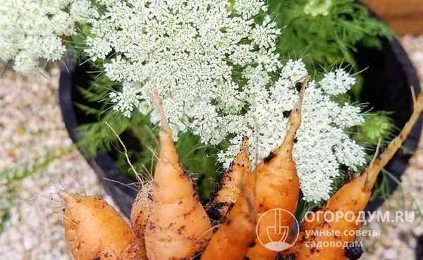Как правильно посадить морковь под зиму