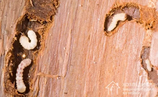 Точильщик – небольшое насекомое, которое питается древесиной, разрушая ее структуру