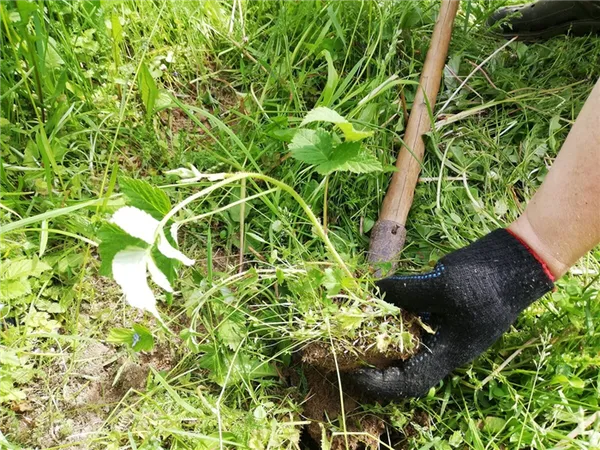 выкапывание корней малины