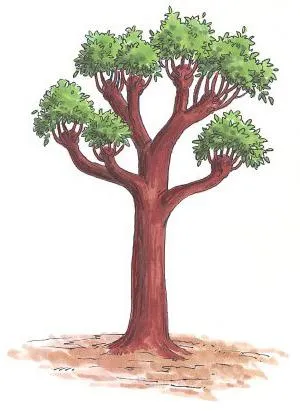 Вопрос ботаникам: чем кустарники отличаются от деревьев. Чем отличаются деревья от кустарников. 2