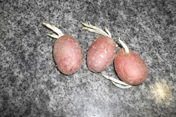 8 лучших способов проращивания картофеля для посадки в грунт. Когда готовить семена картофеля для проращивания ростков. 3