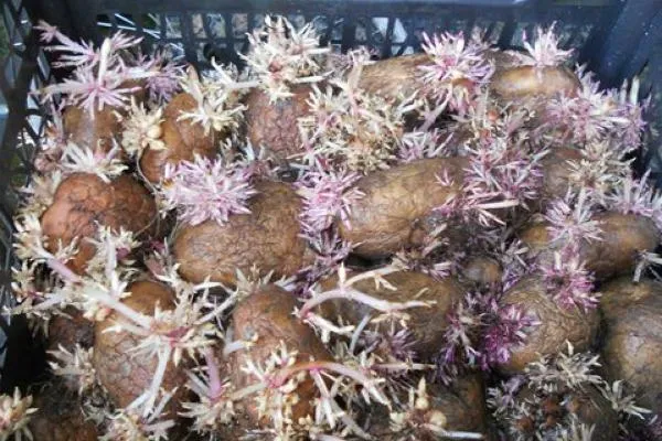 8 лучших способов проращивания картофеля для посадки в грунт. Когда готовить семена картофеля для проращивания ростков. 6