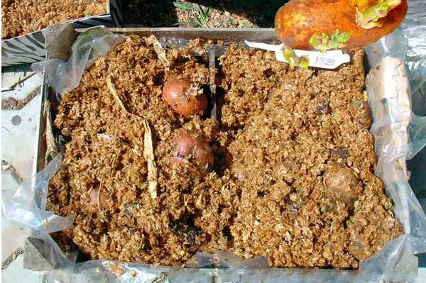 8 лучших способов проращивания картофеля для посадки в грунт. Когда готовить семена картофеля для проращивания ростков. 4