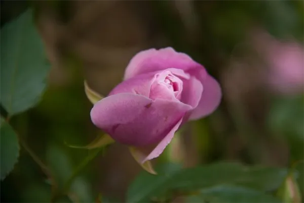 Бенгальская роза (Rosa Bengalensis)