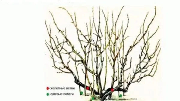 Схема расположения веток смородины