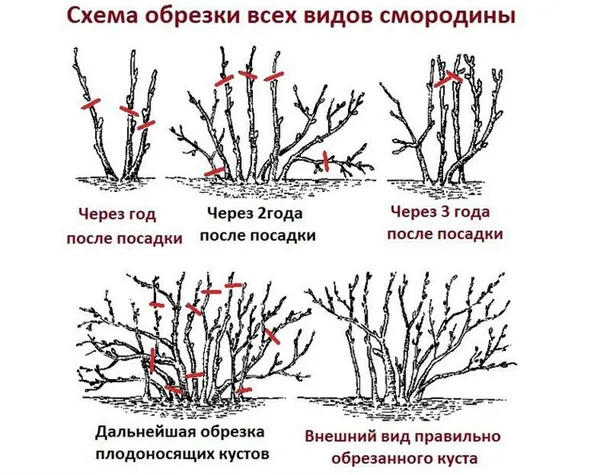 Руководство по правильной обрезке смородины осенью для начинающих садоводов