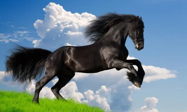 Вороной конь: особенности масти и историческое значение. Что значит вороной конь. 27