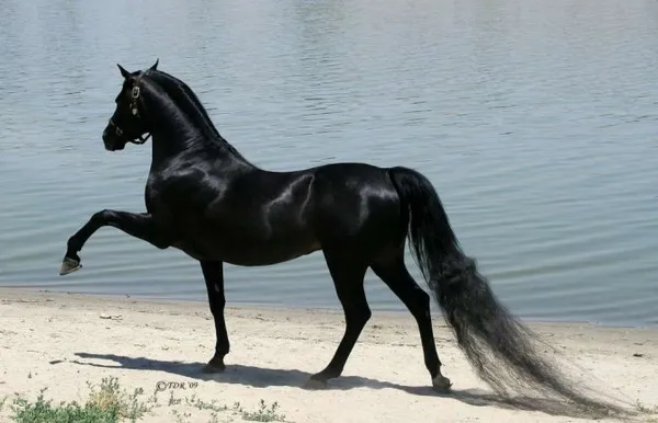Вороной конь: особенности масти и историческое значение. Что значит вороной конь. 26