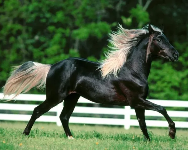 Вороной конь: особенности масти и историческое значение. Что значит вороной конь. 24
