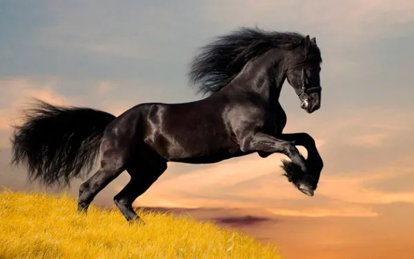 Вороной конь: особенности масти и историческое значение. Что значит вороной конь. 28