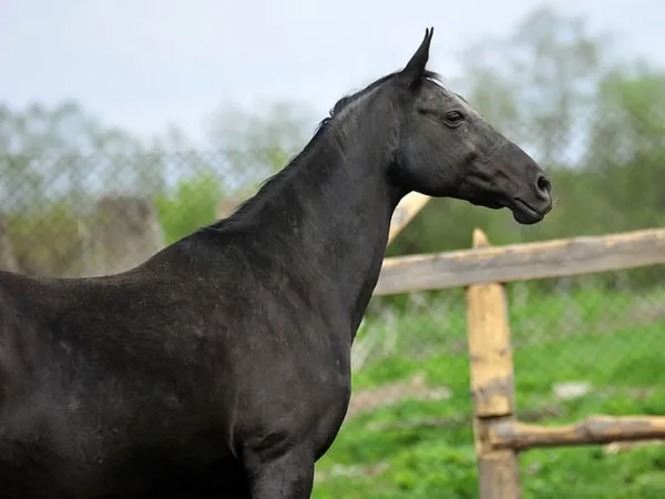 Муаровая лошадь