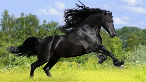 Вороной конь: особенности масти и историческое значение. Что значит вороной конь. 4
