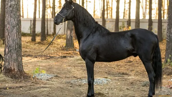 Вороной конь: особенности масти и историческое значение. Что значит вороной конь. 8