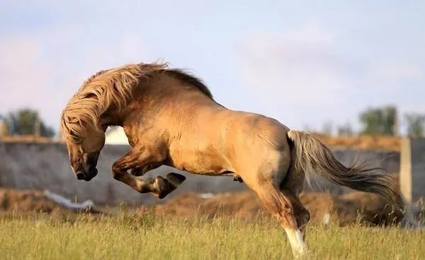 Вороной конь: особенности масти и историческое значение. Что значит вороной конь. 3