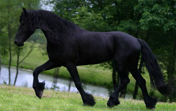 Вороной конь: особенности масти и историческое значение. Что значит вороной конь. 10