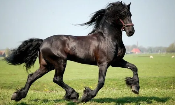Вороной конь: особенности масти и историческое значение. Что значит вороной конь. 21