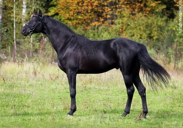 Вороной конь: особенности масти и историческое значение. Что значит вороной конь. 15