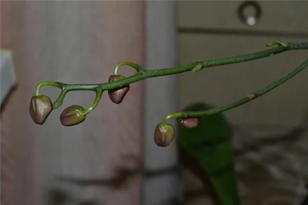 Как выглядит цветонос у орхидеи: учимся отличать стрелку с бутонами от других частей растения. Цветонос у орхидеи как появляется. 2