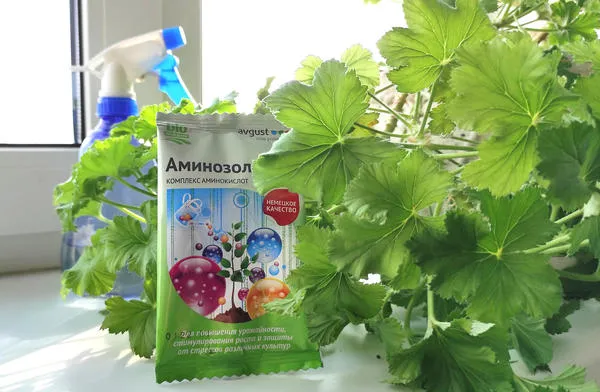 Для горшочных растений можно проводить корневые и некорневые подкормки раствором Аминозола