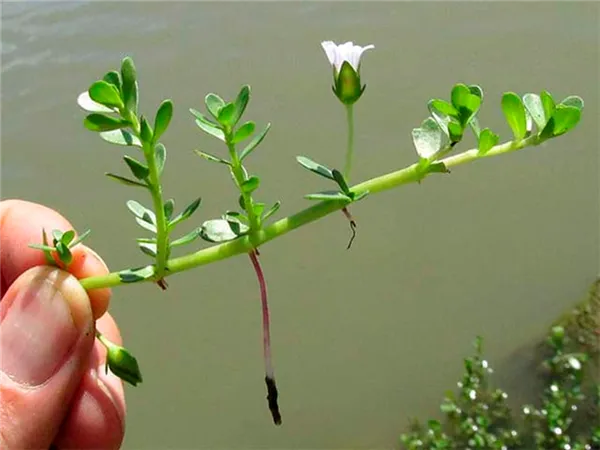 Бакопа (120 фото): виды, выращивание из семян, посадка и уход в открытом грунте