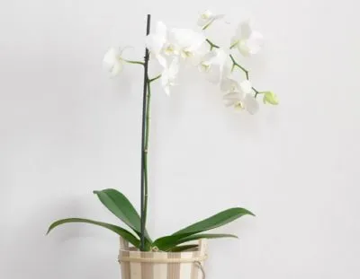 Простым языком о том, как отличить корень от цветоноса у орхидеи. Как отличить цветонос от корня у орхидеи. 6