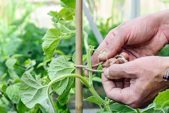 Руководство по выращиванию дыни в теплице. Как вырастить дыню в теплице. 5