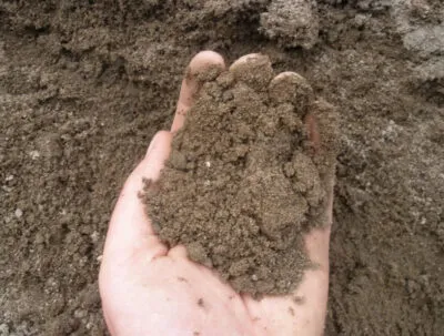 Какую почву любит перец: тип, состав, кислотность грунта. Какую почву любят перцы. 3