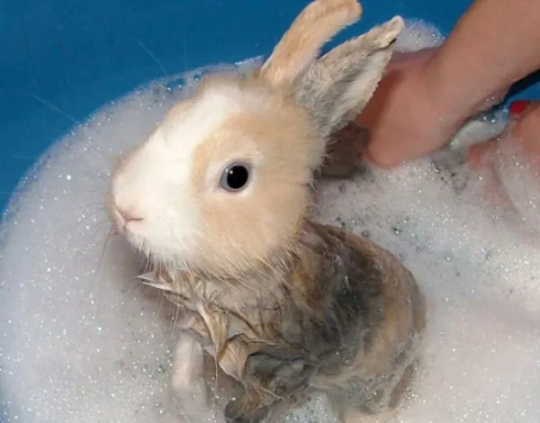 Можно ли купать декоративного кролика - правила гигиены пушистого любимца. Как мыть кролика в домашних условиях. 2