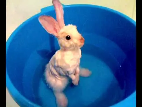 ✅ можно ли купать кроликов: как мыть декоративного кроля в домашних условиях
