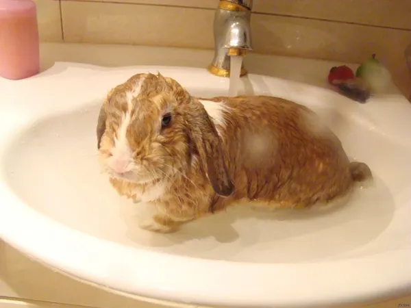 Можно ли купать декоративного кролика - правила гигиены пушистого любимца. Как мыть кролика в домашних условиях. 3