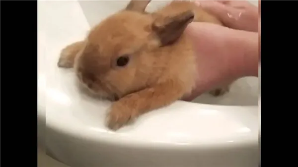 Как мыть кролика в домашних условиях и можно ли купать в воде