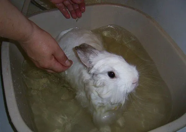 Можно ли купать декоративного кролика, как часто можно мыть и как сушить