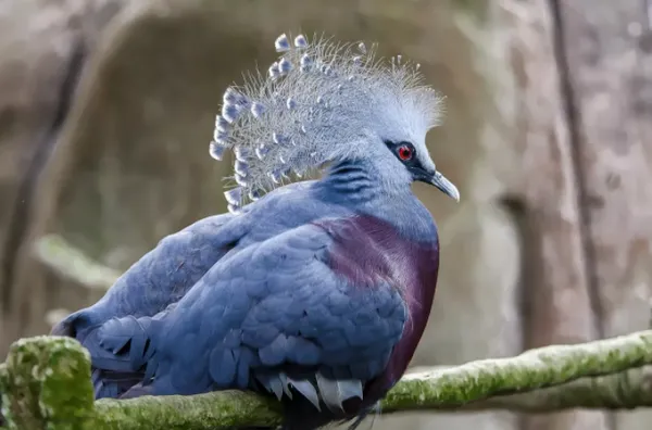 Веероносный венценосный голубь 