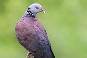 Нильгирийский голубь